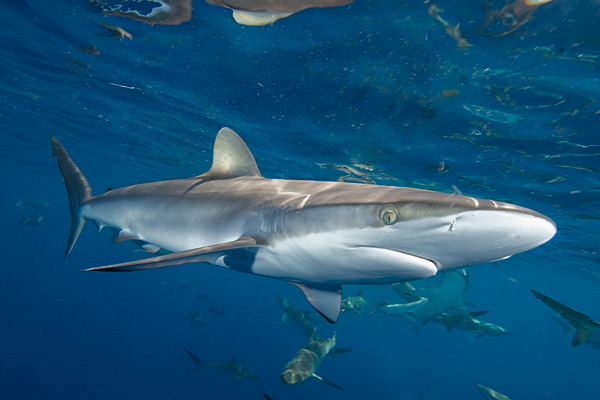 sharpnose shark | sharkdiving